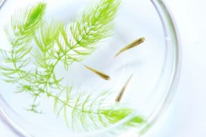 メダカの自由研究は 簡単で面白い色揚げ で決まり 解説付き