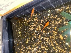 メダカ 色揚げ 容器