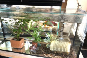 屋内飼育のポイント medakasuisou