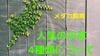 mizukusa