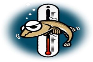 めだかの白点病 yowattamedaka