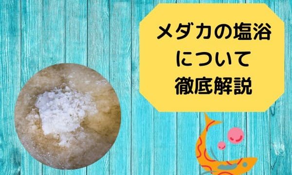 メダカの稚魚を大きさ別に分けるのはなぜ 初心者にも分かりやすく解説