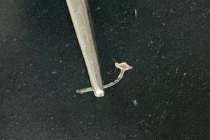 イカリムシ ikarimushi