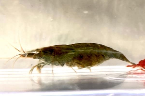 minaminumaebi