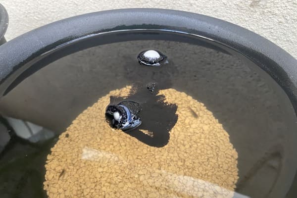 大公開 メダカの簡単手作り産卵床 作り方のポイントを徹底解説