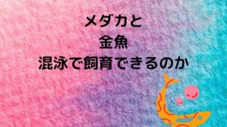 medakatokinngyokonei