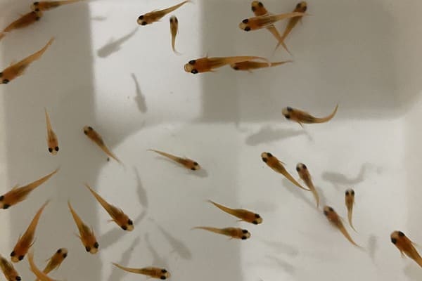 seigonikagetutigyo