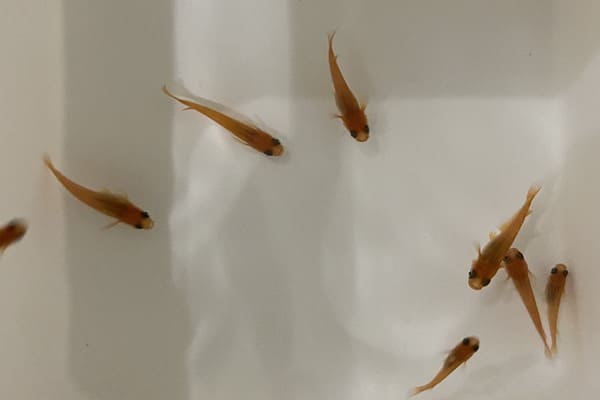 seigosankagetutigyo