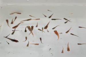 ばらばらの大きさのメダカ benihouryuutigyo