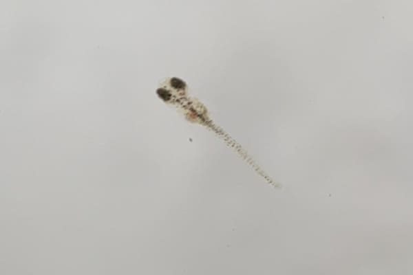 makurosatueitigyo