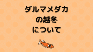 darumaettou