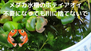 hoteiaoisutenaide