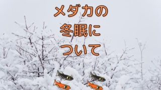 medakanotoumin