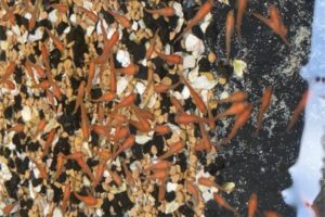 メダカ 自由研究 kouteimedakatigyo