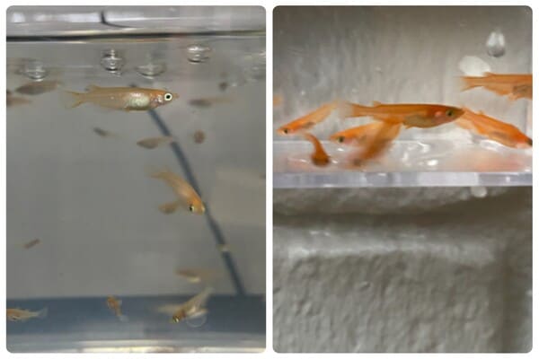 室内飼育と色揚げしたメダカ iroagehikaku