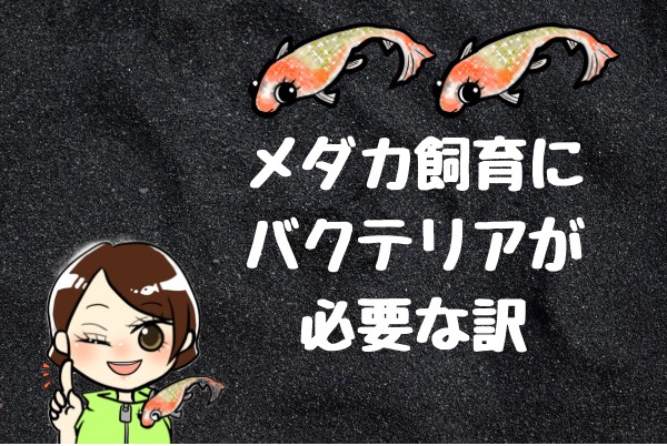 メダカの水質を保つ バクテリアが必要な理由とは