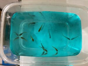 メダカ 餌切り