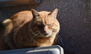 メダカ 越冬 天敵