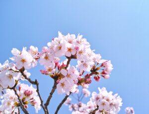 屋外 越冬 メリット