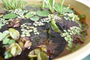 越冬 水槽